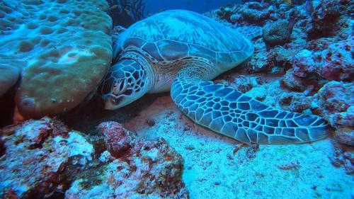 Rashuthere Maldives Rashuthere Maldives