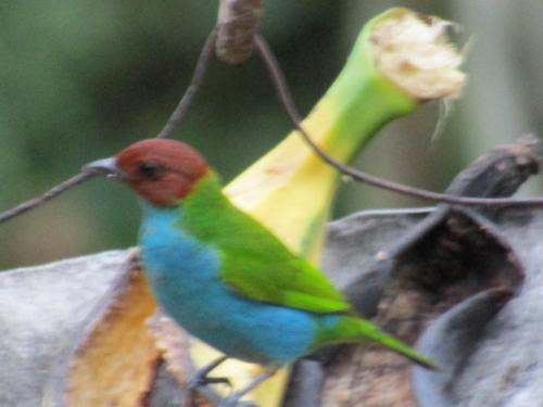 Alojamiento rural pájaros y flores