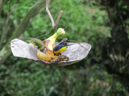 Alojamiento rural pájaros y flores