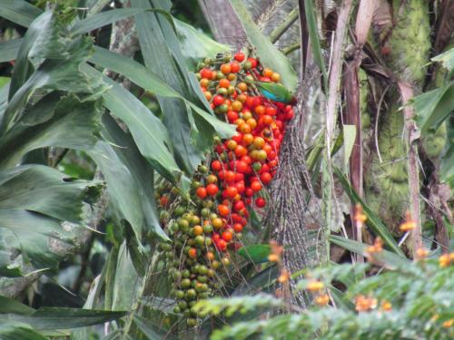 Alojamiento rural pájaros y flores