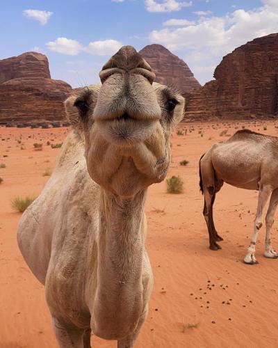 Wadi Rum Bubble Camp - image 3