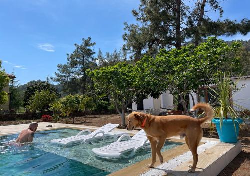 Marmaris Hisarönü'nde Havuzlu Villa