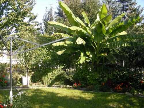 Sarokhaz Panzio Keszthely - image 10