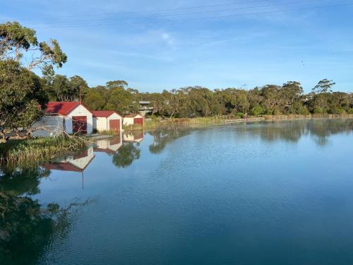 Anglesea Rivergums