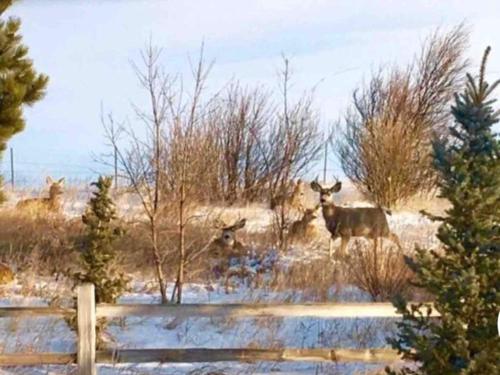 Sundance Suite - Prairie Rose B&B