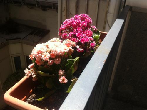 Santa Lucia 50 - image 12