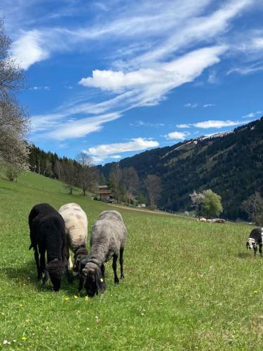 Kastnhäusl Wildschönau - urige Hütte mit Bergblick