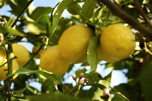 

B&B Il Giardino di Gabri