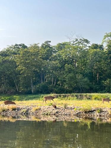 Attractions, Hotel BhupuSainik in Chitwan