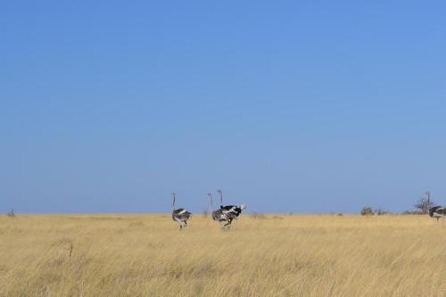 Заобикаляща среда, Valley alle in Lesoma