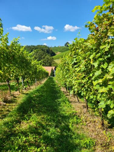 Ferienwohnung Zangl am Seggauberg - Südsteiermark in Leibnitz
