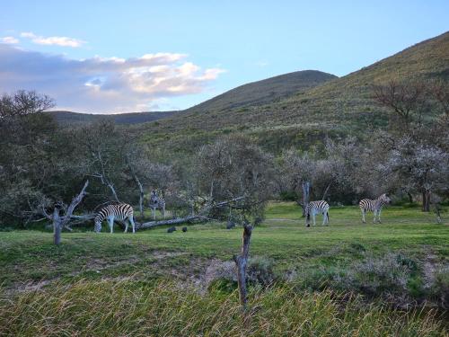 Garden Route Safari Camp