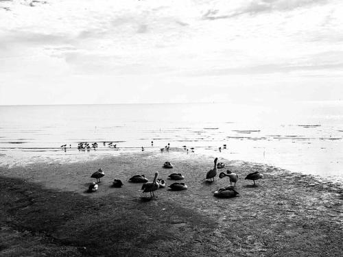 Oasis at Harbour lights Cairns