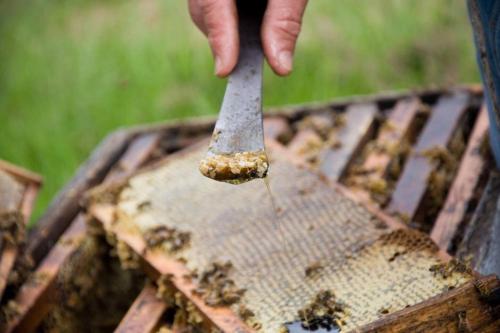 BeeWeaver Luxury Glamping - Spectacular Thistle Bee Fun