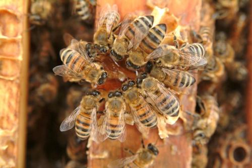 BeeWeaver Luxury Glamping - Spectacular Thistle Bee Fun