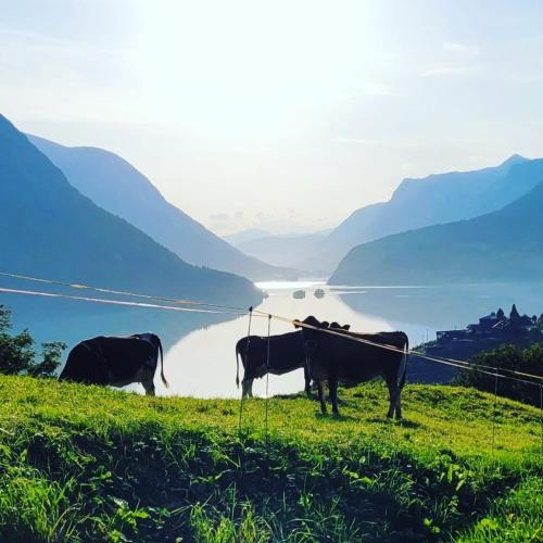 Flohytta, Stryn (fotografie 3)