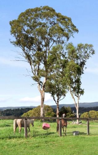 Farm Stay Near The Beach