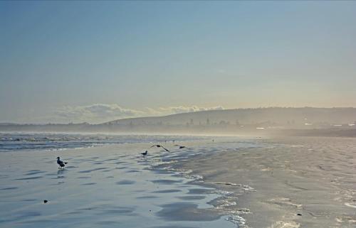 Oceans 5 at Middleton - pet friendly WiFi