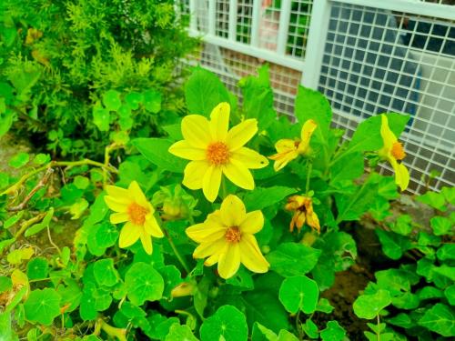 Hotel Wood Stock Luxury - A Boutique Property - Penthouse - Open Air Restaurant & Terrace