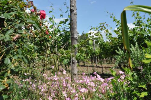 agriturismo borgo baldassarre