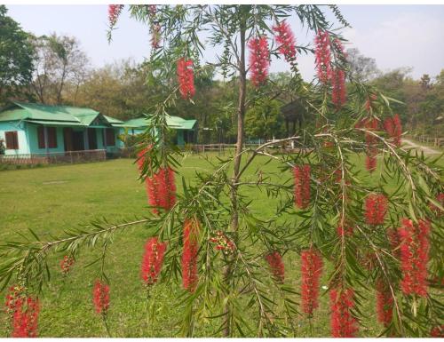 Сад, Manas Eco Camp, Mayang Para, Assam in Кумгури