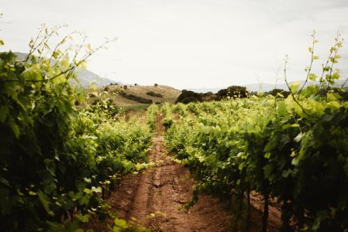 Auberge Santu Martine: cottage with pool (Sughera)