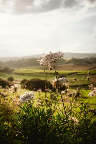 Auberge Santu Martine: cottage with pool (Sughera)
