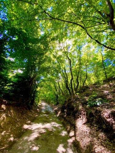 Gesztenyes Haz in Nagymaros