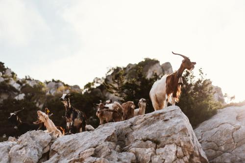 Auberge Santu Martine: Cottage with Pool (Manca)