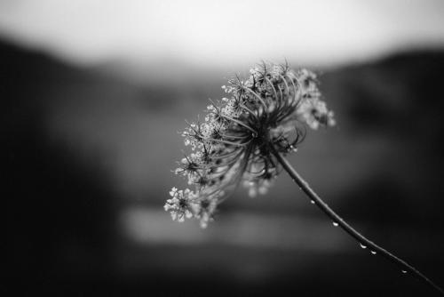 Auberge Santu Martine: Cottage with Pool (Manca)