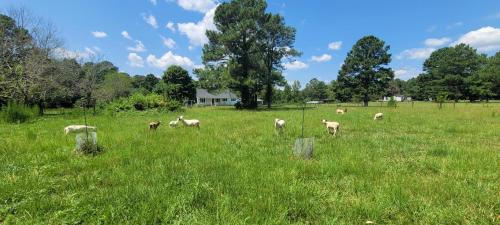 Meadow Farm in Holly Springs, NC