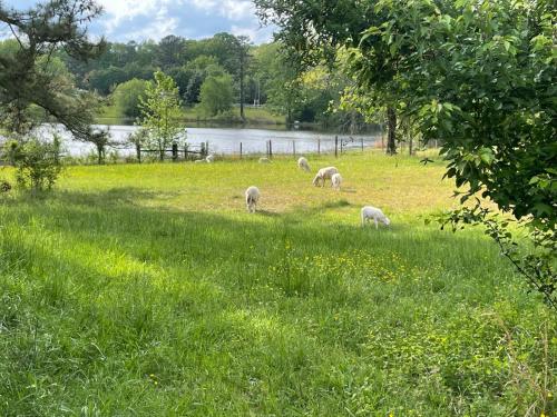 Meadow Farm in Holly Springs, NC