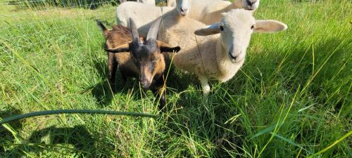 Meadow Farm in Holly Springs, NC