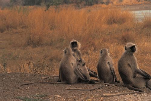 The Oberoi Vanyavilas Wildlife Resort, Ranthambhore