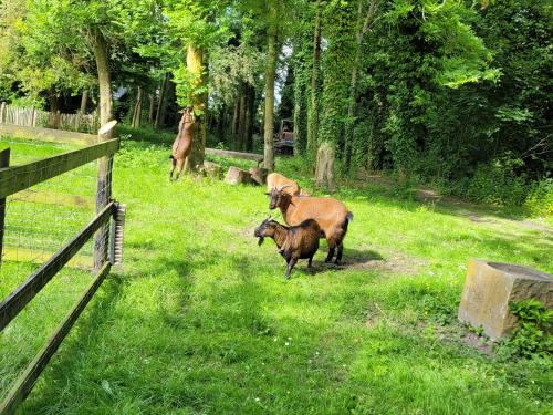 Pastorie Waaxens in Holwerd