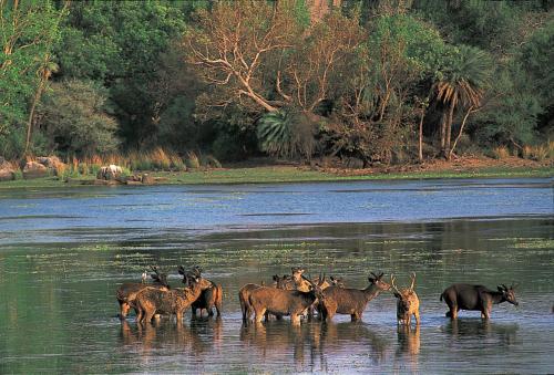 The Oberoi Vanyavilas Wildlife Resort, Ranthambhore