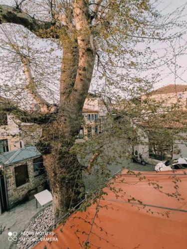 Plane Tree House