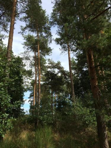 Omgeving, Alte Schmiede in denkmalgeschützter Hofanlage (Alte Schmiede in denkmalgeschutzter Hofanlage) in Bitburg