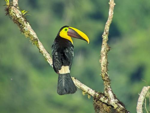 Sendero de las aves