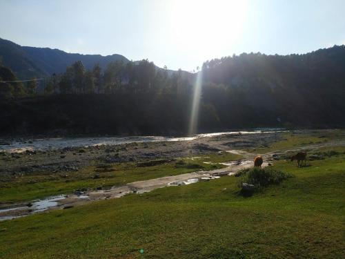 Yellow Valley Homestay Shimla