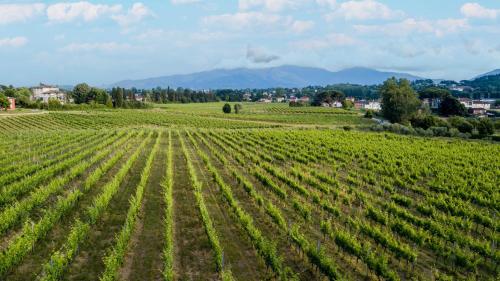 Maria Farmhouse Apartment in Wine Resort in Lucca - image 5