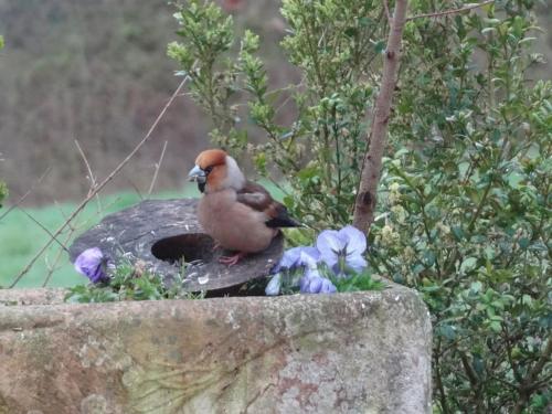 Votre gîte en Périgord : La Grangette.