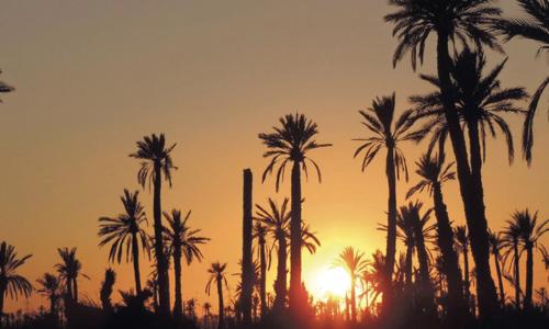 La Rose des Sables