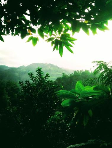 Green Jungle " cool view"