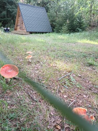 Korjuse Moor Korjuse Moor