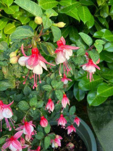 Lütje Huus am Meer Lütje Huus am Meer