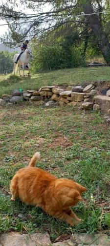 Eco-gite en Ardèche