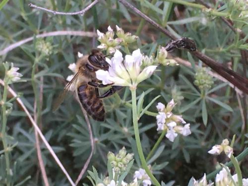 Eco-gite en Ardèche