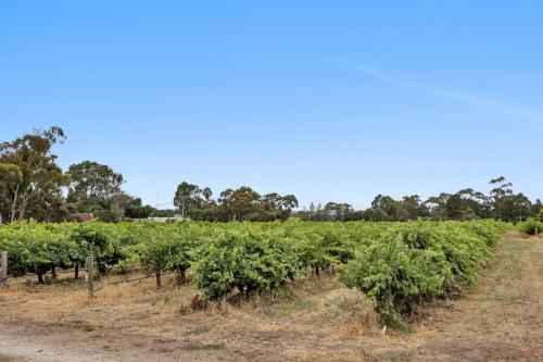 Mid Century 4 Bedroom Getaway in Barossa Vineyard