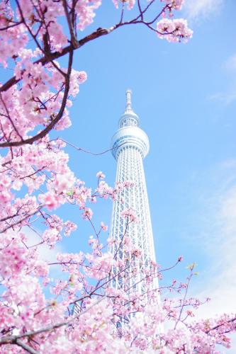 东京上野超级中心 设计师房间Yeob 上野公园3分钟 车站1分钟 超级繁华 免费wifi 戴森吹风